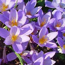 Image result for Crocus speciosus