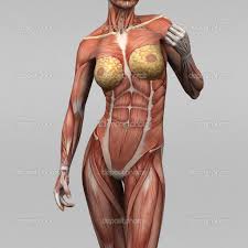 Muscles of the torso, as well as muscles in the arms or legs, can give the impression of a thin or athletic person. Anatomia Acupuntura 3d Pesquisa Google Human Muscle Anatomy Human Anatomy Female Female Anatomy