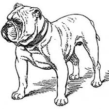 Old English Bulldog Coloring Pages Dog Coloring Page English Bulldog Bulldog