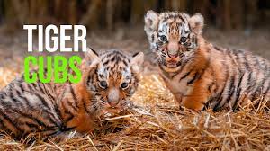 www.zooborns.com