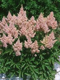 Astilbe Astilbe X Arendsii Sister Theresa Hgtv Gardens