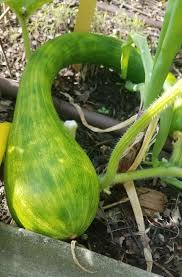 Image result for Tinnea zambesiaca