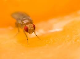 Fruit flies are drawn to sweet, fermenting or rotting fruits, so it's not uncommon to find them buzzing around your kitchen. How To Get Rid Of Fruit Flies In Your Home 6 Diy Fruit Fly Traps Hgtv