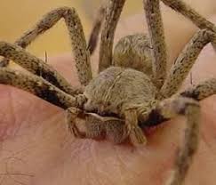 Rain Spider Legs Are 3 Long Each They Are Called Rain Spiders Because They Often Move In Your Home Right B Dangerous Spiders Huntsman Spider Spider Species These brightly coloured spiders come out during the rainy season in namibia, shortly after a good spell of rain. dangerous spiders huntsman spider