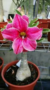 Pin On My Favorite Flowers