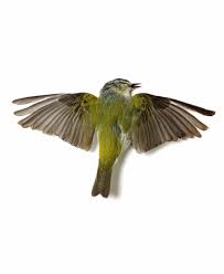 List Birds That Start With B Tennessee Warbler Still Mary Jo Hoffman Bird Pictures Quill And Ink Bird Photography