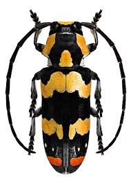 Tragocephala Mima Usachi Zhuki Nasekomye