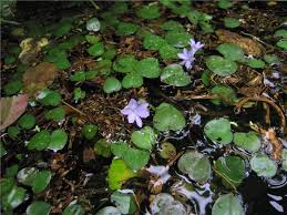 Image result for Pontederiaceae