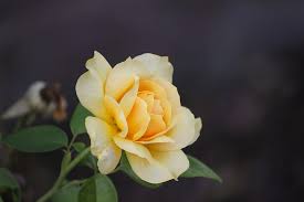 Il significato della rosa gialla - Il Fiore di Francesco Marta