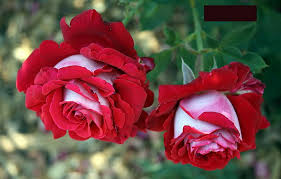 اواتار گل 1