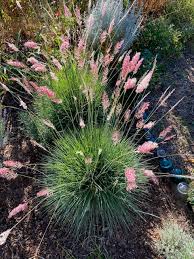 Image result for Melinis nerviglumis