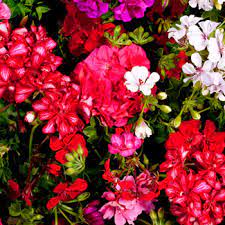 Many varieties of flowers can thrive in the phoenix area at different times of year. Best Winter Plants For Phoenix Green Goddess