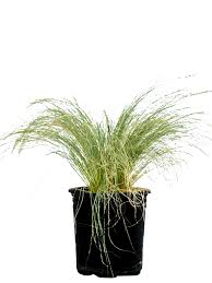 Image result for Polystachya tenuissima