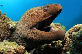 Moray Eels Animalogic