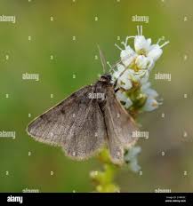 Image result for Macaria fusca