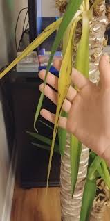 Allow the wound to dry out for a few days, then plant the new plant into a new pot and water well. Please Help Me Save My Dying Yucca Bbc Gardeners World Magazine