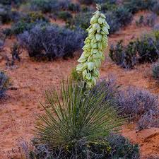 Image result for Yucca