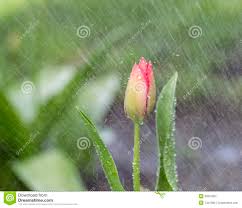 Einzelner Blumen Im Frühjahr Regen Stockbild Bild Von