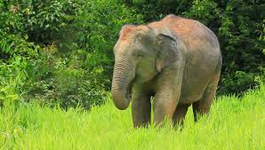 The african bush elephant, the african forest elephant, and the asian elephant. Asian Wild Elephant Eating Grass Stock Footage Video 100 Royalty Free 4521083 Shutterstock