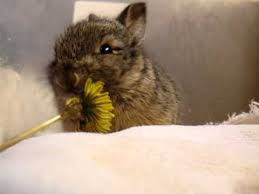Just some bunny eating flowers is reading (all 79). Mary Cummins Animal Advocates Baby Bunny Eats A Tiny Flower Washes Its Face Youtube