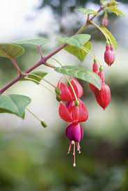 Fuchsia Sun Needs Tips On Fuchsia Growing Conditions Fuchsia Plant Hydrangea Bloom Fuchsia