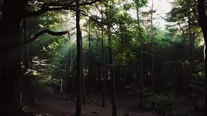 But he not always was called mad. Deep In The Forest By Kristian Kettner On Envato Elements