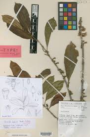 Image result for Sherbournia bignoniiflora