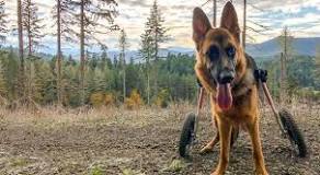 Common Problems with German Shepherd Back Legs | Walkin' Pets