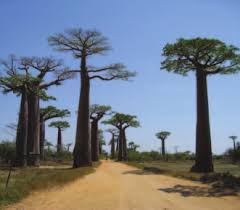 Image result for Triainolepis sancta