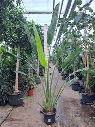 Image result for Ravenala madagascariensis