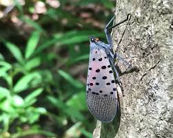 Image result for Scleria delicatula