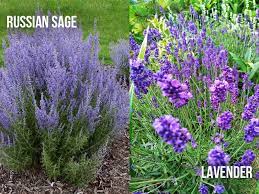 Maybe you would like to learn more about one of these? Russian Sage Vs Lavender What Is The Difference Between These Subshrubs World Of Garden Plants
