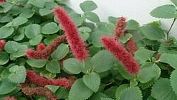 Image result for Acalypha welwitschiana