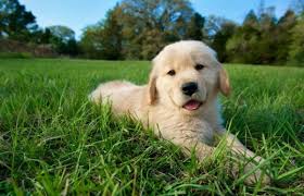 bebek suratli golden retriever kopekleri hakkinda bilmeniz gereken 14 gercek listelist com