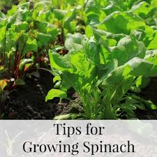 How to grow spinach indoors. Tips For Growing Spinach In Your Garden This Year