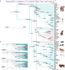 More than 95 percent of all mammals are placentals. Rates Of Molecular Evolution Suggest Natural History Of Life History Traits And A Post K Pg Nocturnal Bottleneck Of Placentals Current Biology