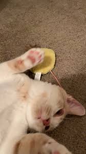 Silly Kitten Video Cute Kittens Sevimli Kedi Yavrulari Sevimli Kediler