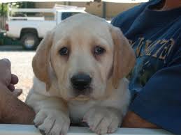 Labrador retriever puppies for sale california, southern, northern ca and near by states. Nor Cal Labs Next Litter Will Be Coming Soon