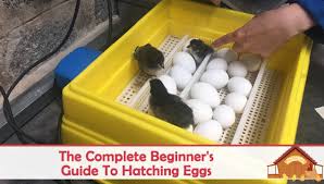 Often, dirty eggs are the culprit. The Complete Beginner S Guide To Hatching Eggs The Happy Chicken Coop
