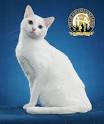 Khao Manee Cat Breeders in the United States | Available ...
