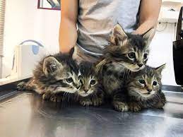 butun gece miyavlayan kedi evcil hayvan blog