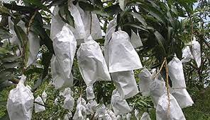 While impractical for commercial growers, bagging of fruit on the tree provides an effective alternative to pesticide sprays throughout most of the season. Mango Growers Using Fruit Bagging Tech In Rajshahi 223389