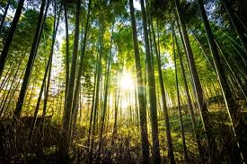 Bilder Wald Gratis Vektoren Fotos Und Psds
