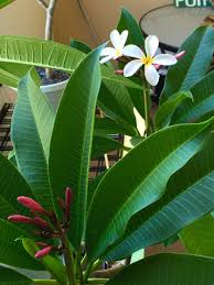 Fist Bloom Thực Vật