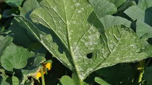 A powdery mildew resistant hybrid yellow straightneck summer squash. Field Scouting Guide Squash Powdery Mildew Growing Produce