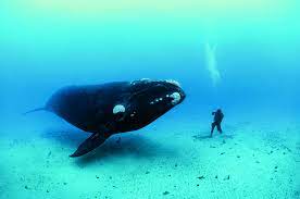 National Geographic S New Book National Geographic 125 Years Legendary Photographs Adventures And Discoveries That Chang Animals Sea Animals Marine Mammals