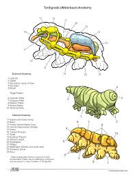 Pin By Sara Rivera On Microscope Activities Tardigrade Animal Spirit Guides Anatomy For Artists