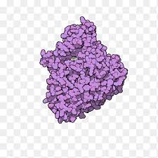 Maltase is defined as an enzyme that catalyzes the disaccharide maltose hydrolysis to the simple sugar glucose. Maltase Enzyme Sucrase Alpha Glucosidase Hydrolysis Plasma Text Enzyme Png Pngegg