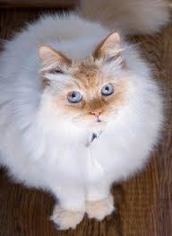 Toning to a lighter shade near chest and stomach. Understanding Himalayan Cat Colors Lovetoknow