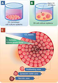 Check spelling or type a new query. Three Dimensional Cell Culture Systems As An In Vitro Platform For Cancer And Stem Cell Modeling